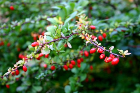 Red Fruit Plant photo