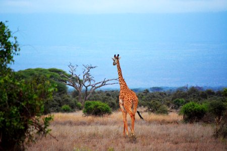 Brown And Black Giraffe photo