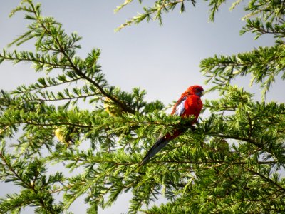 Red Bird On Tree photo