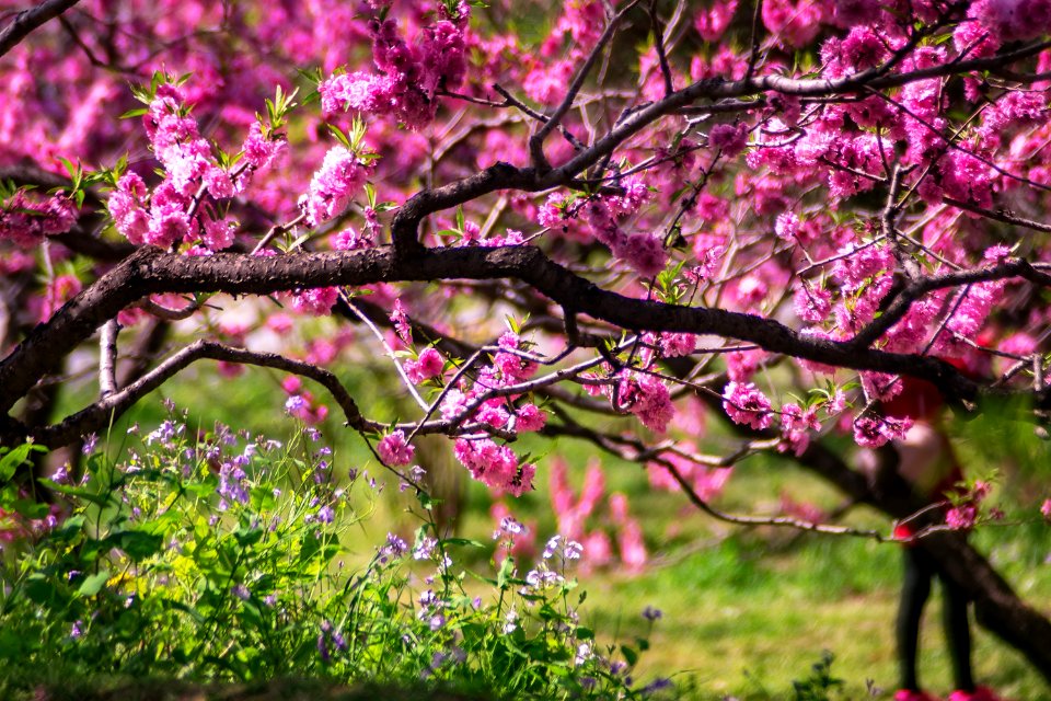 Closeup Photo Of Pink Petaled Flower Tree