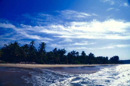Landscape Photography Of Coconut Tree Near Seashore