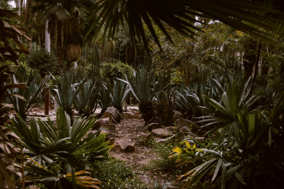 Green Leafed Plants