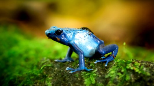 Closeup Photo Of Blue Frog On Green Surface photo