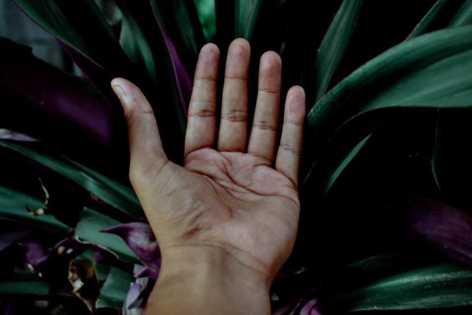 Closeup Photo Of Left Human Palm