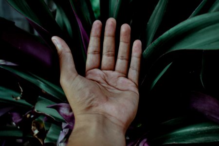 Closeup Photo Of Left Human Palm