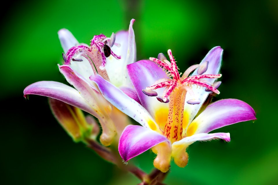 Closeup Photo Of Purple-and-white Petaled Flowers