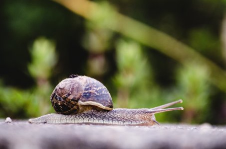 Selective Focus Photography Of Snail photo