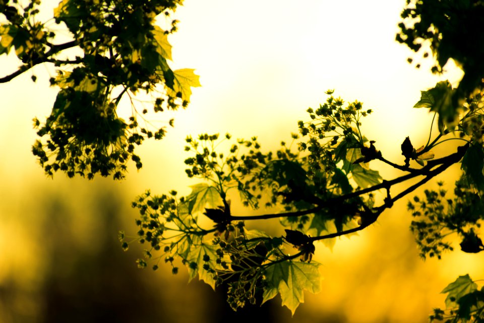 Green Leafed Plant