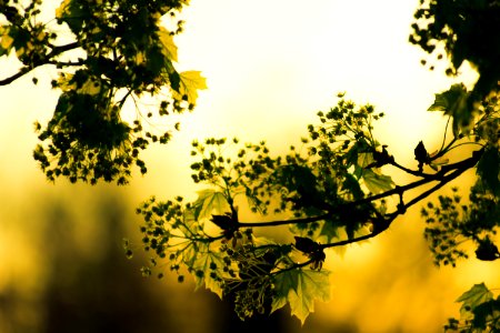 Green Leafed Plant