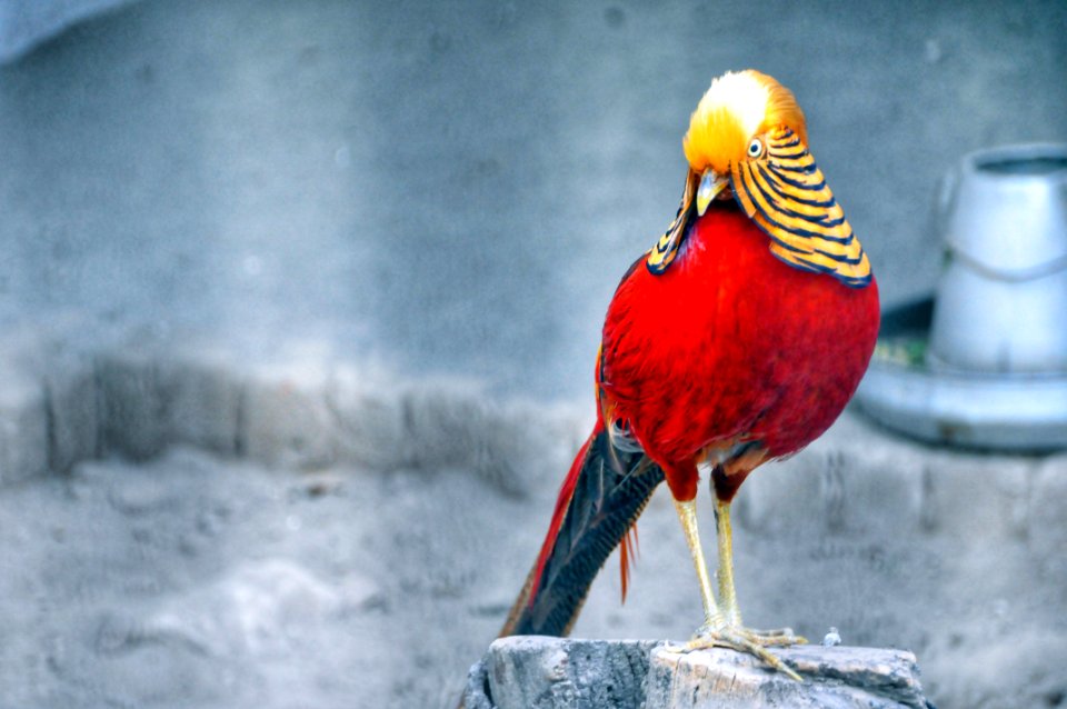 Red And Brown Bird Standing On Grey Wood Stump