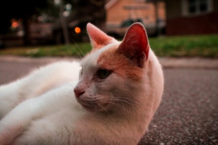 White And Orange Cat Lying On Pavement photo