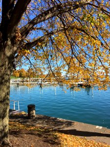 Yellow Leafed Tree Near Body Of Water photo