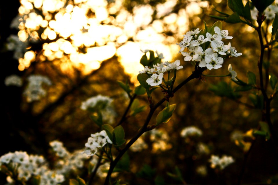 White Flowers With Green Leaves