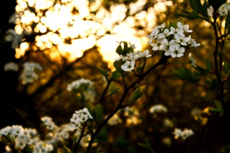 White Flowers With Green Leaves