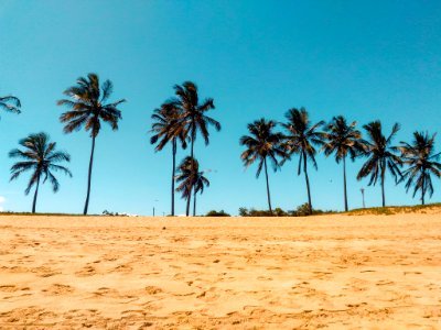 Coconut Trees On Brown Sand photo