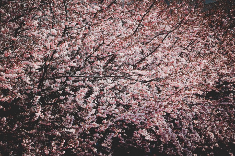 Photo Of Cherry Blossoms