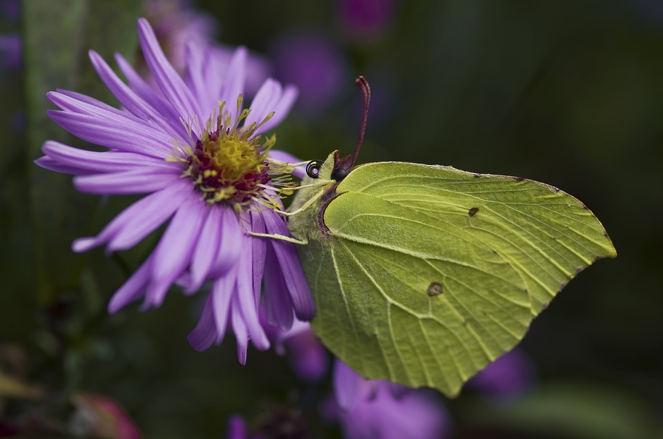 Yellow green asters