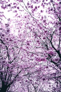 Cherry Blossom Trees