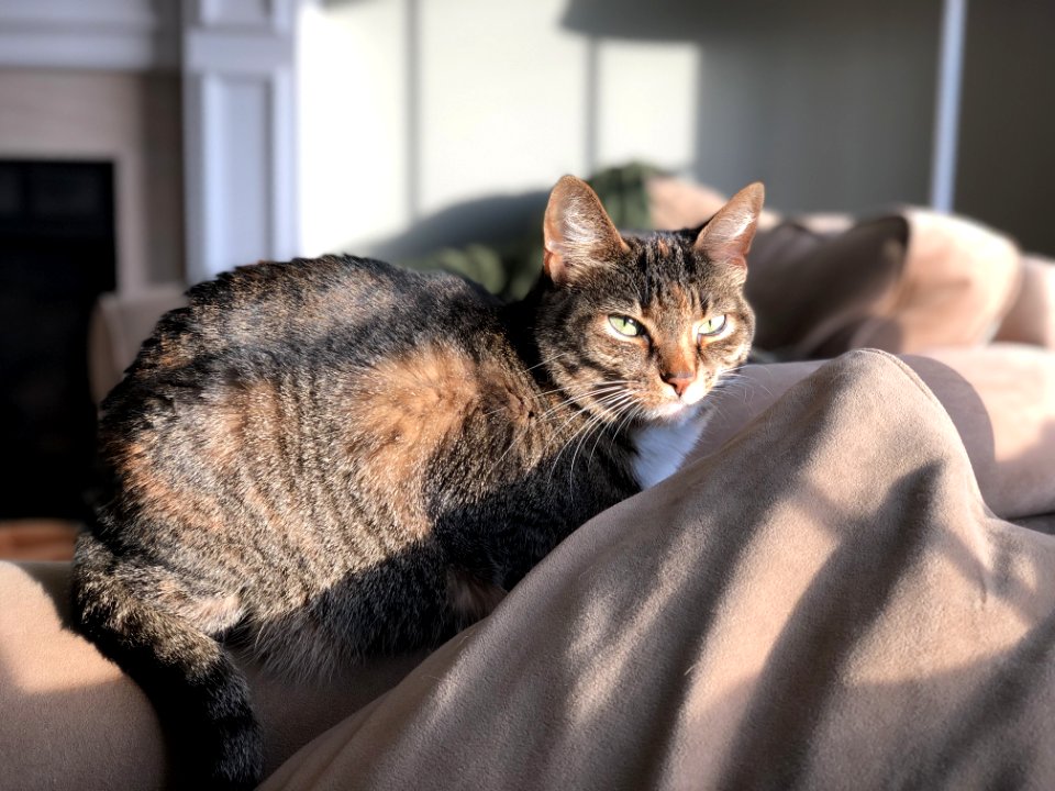 Brown Tabby Cat On Beige Textile