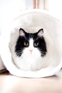 White And Black Cat Inside White Textile photo