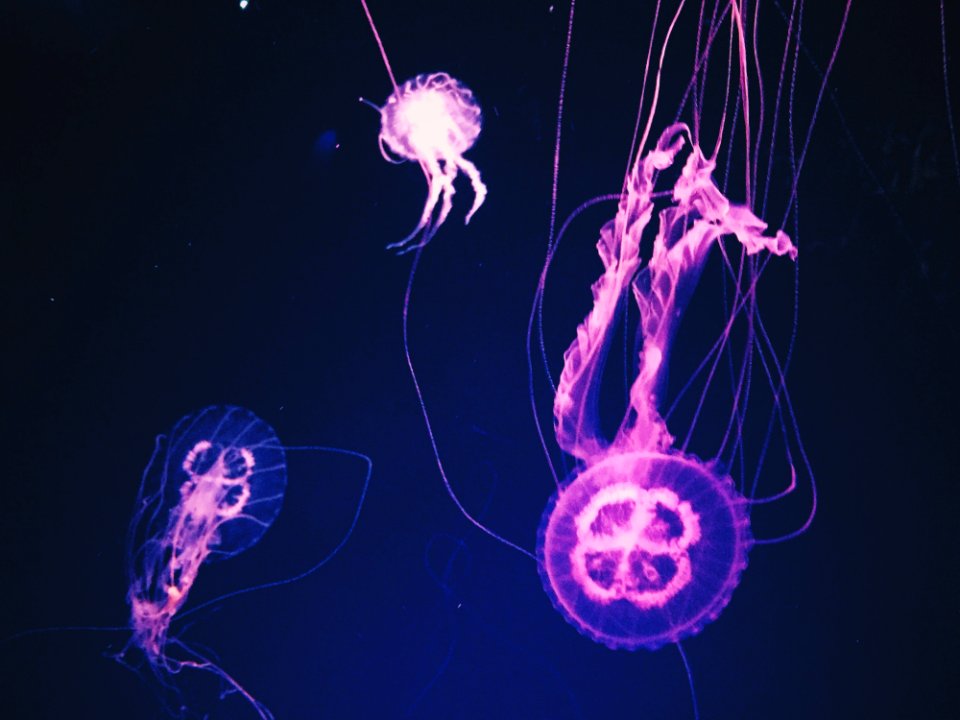 Pink Jellyfishes