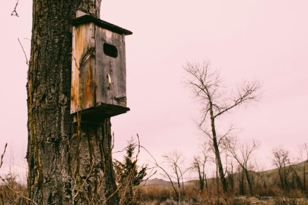Photography Of Brown Wooden Birdhouse photo