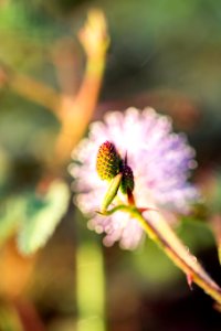 Selective Focus Photo Fo Pine Cone