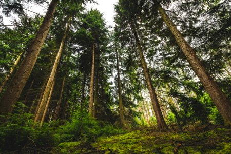 Low Angle View Of Trees On Forest