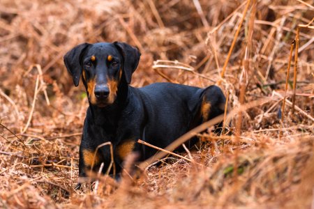 Short-coated Black And Brown Dog On Brown Grass Field photo