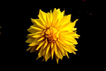 Close Up Photo Of Yellow Clustered Flower photo