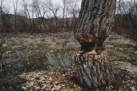 Photo Of Brown Tree Trunk photo