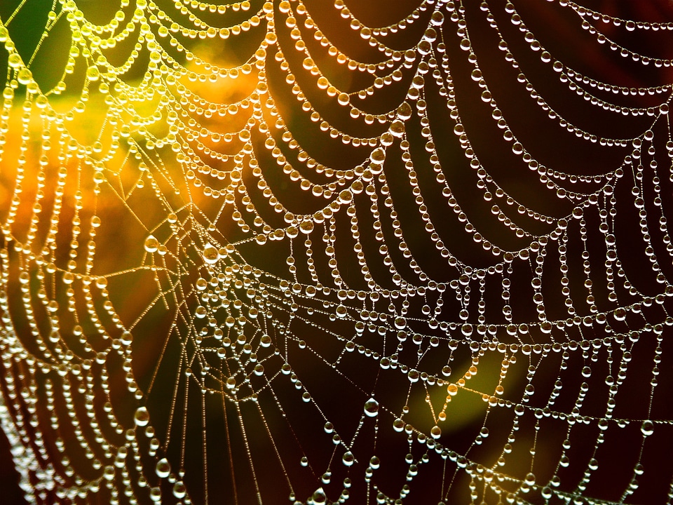 Dewdrop drop of water lichtspiel