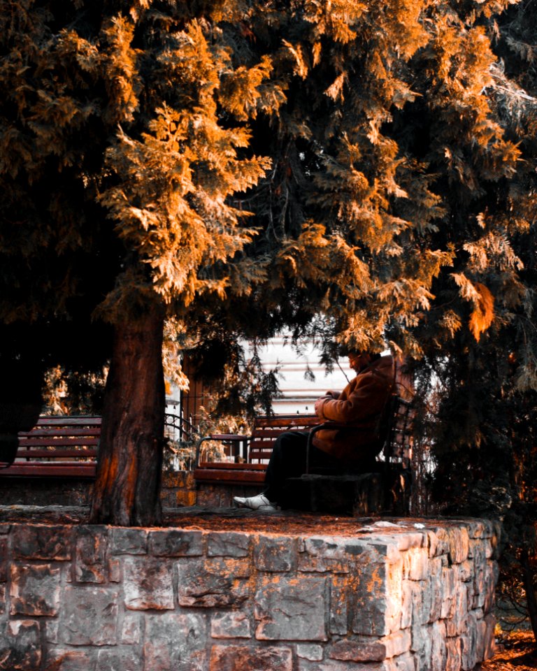 Person In Beige Jacket Sitting On Outdoor Bench Near Tree