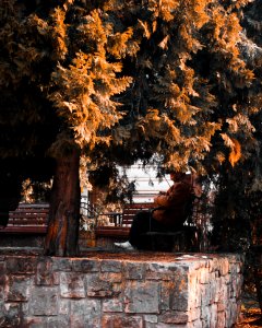 Person In Beige Jacket Sitting On Outdoor Bench Near Tree photo