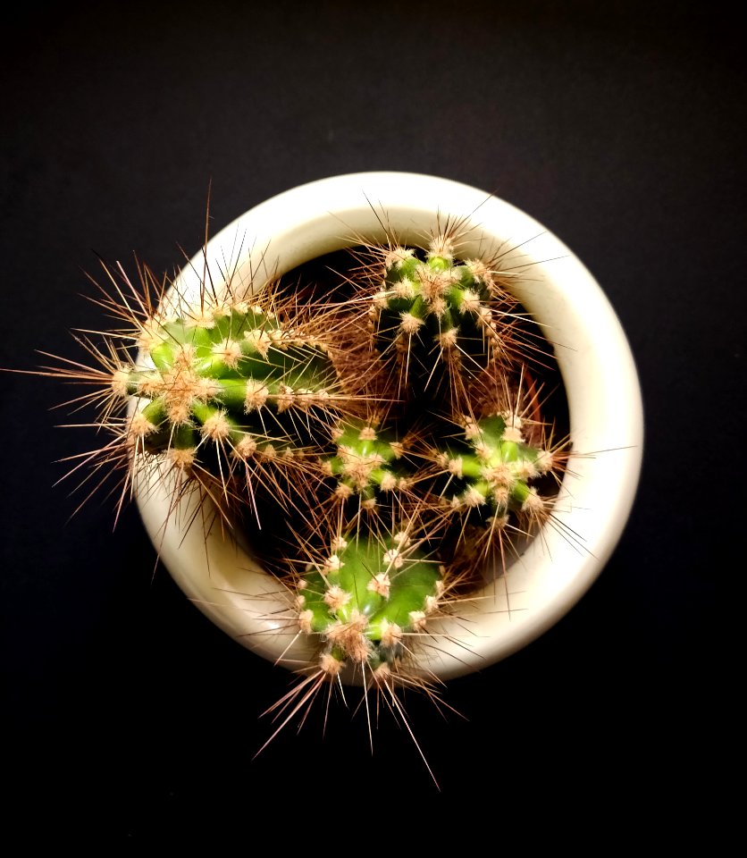 Green Cactus In White Pot