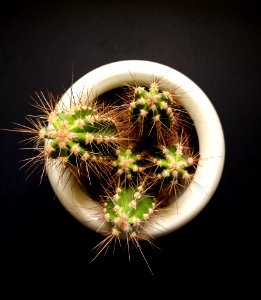 Green Cactus In White Pot photo