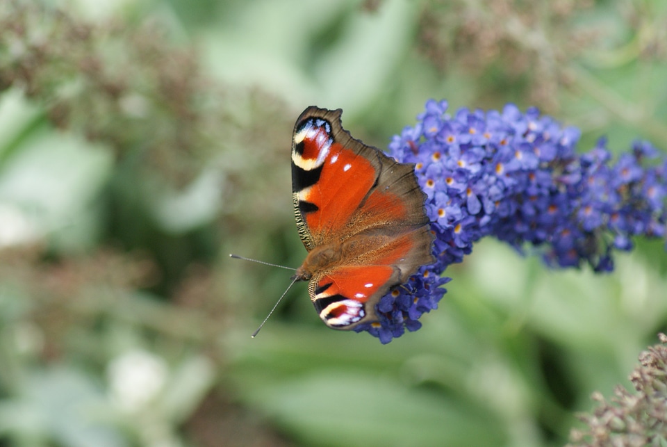 Butterfly nature insects