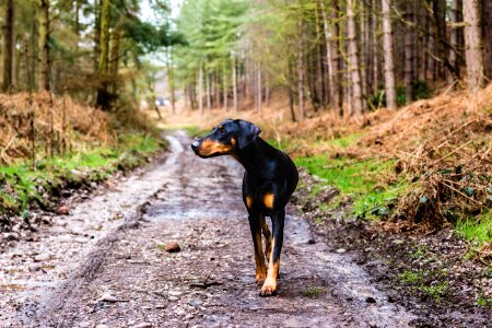 dog dogwalk forest