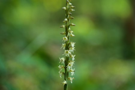 White Spike Flowers Selective-focus Photo