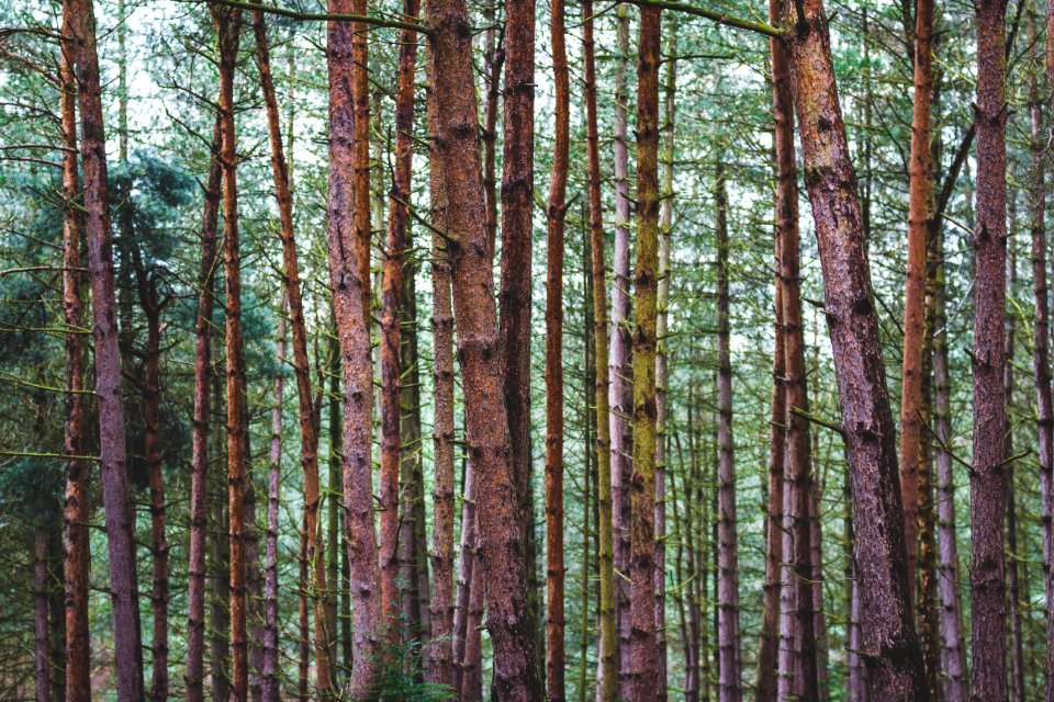 Tree Trunks With Green Leaves