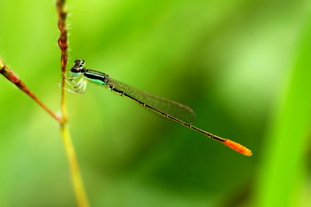 Green Damselfly Perched On Plant Stem At Daytime photo