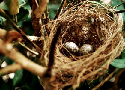 Tilt Shift Photo Of Two White Bird Eggs On A Nest