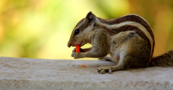 Closeup Photo Of Gray Squirrel photo