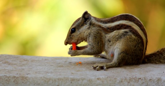 Closeup Photo Of Gray Squirrel