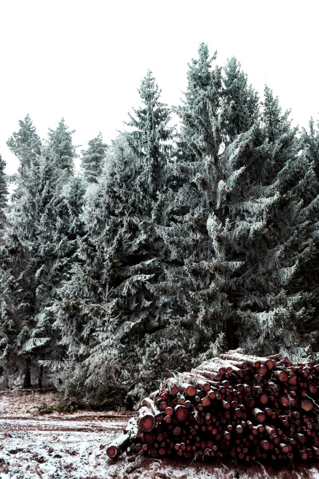 Snow Covered Pine Trees photo