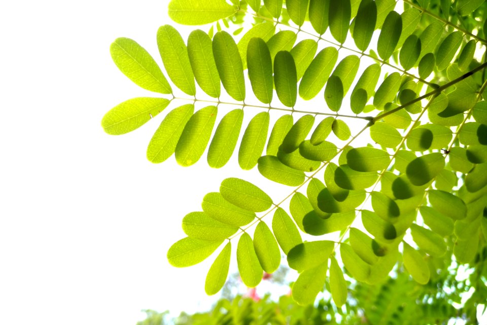Green Leafed Leaves