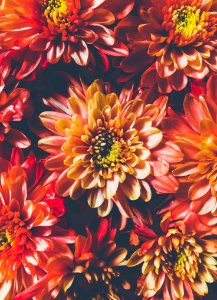 Orange Chrysanthemum Flowers In Closeup Photo