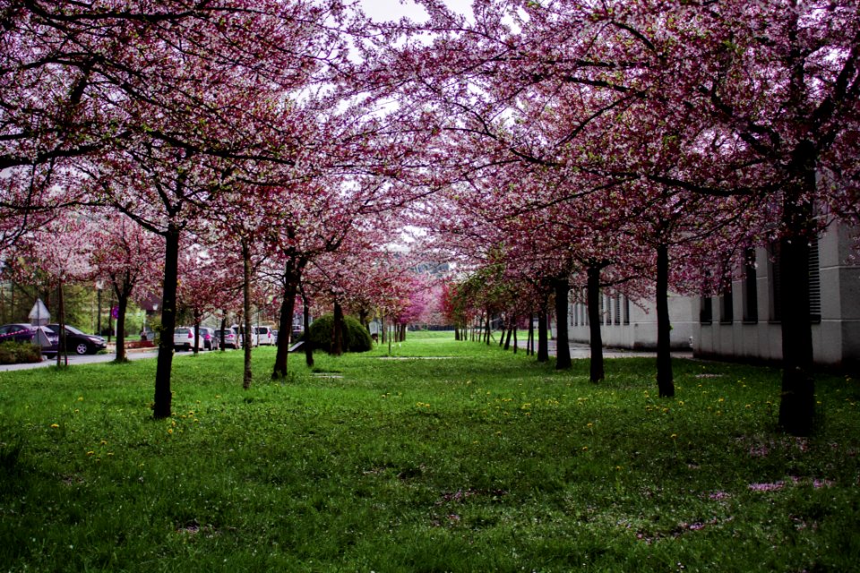 Pink Leafed Trees On Green Grass Field