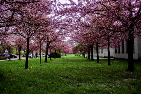 Pink Leafed Trees On Green Grass Field