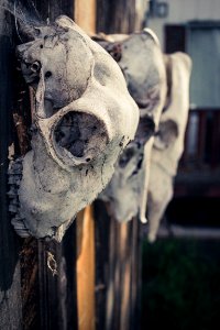 Three Gray Animal Skulls
